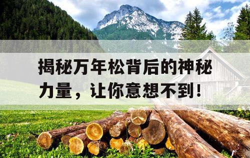揭秘万年松背后的神秘力量，让你意想不到！